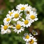 Matricaria Alemana