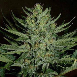 Medicine Man planta de marihuana medicinal