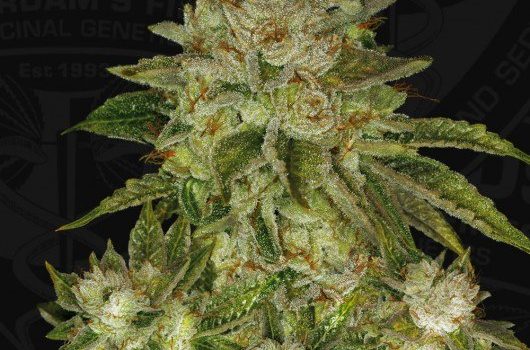 MK-Ultra marihuana medicinal potente