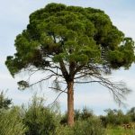 Arbol de pino