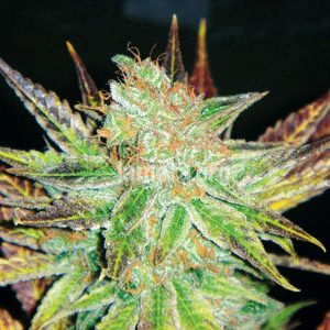 Prozack planta ideal para tratar problemas de insomnio