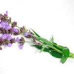 Salvia