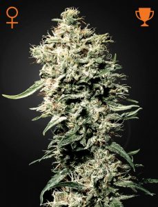 Semillas feminizadas White Rhino