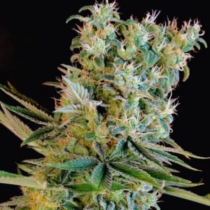 Amnesia Bilbo