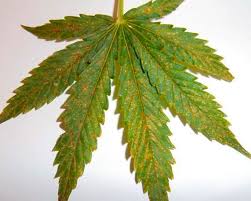 Carencia de Calcio avanzada en hoja Cannabis