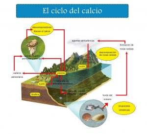 Ciclo sedimentario del Calcio
