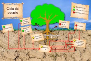 Ciclo medio-ambiental del Potasio
