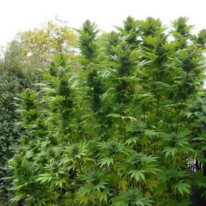 Durban Poison Sudafricana