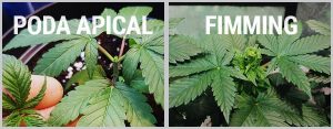 Comparativa poda FIM-Apical