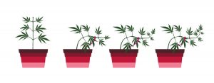 Cannabis podado LST