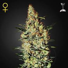 Neville Haze de Green H.