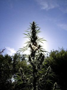 Original Haze en exterior