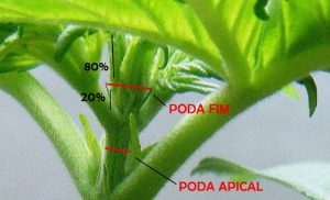 Poda apical-Poda FIM