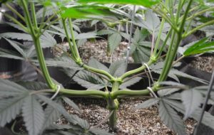 Main Lining en Cannabis