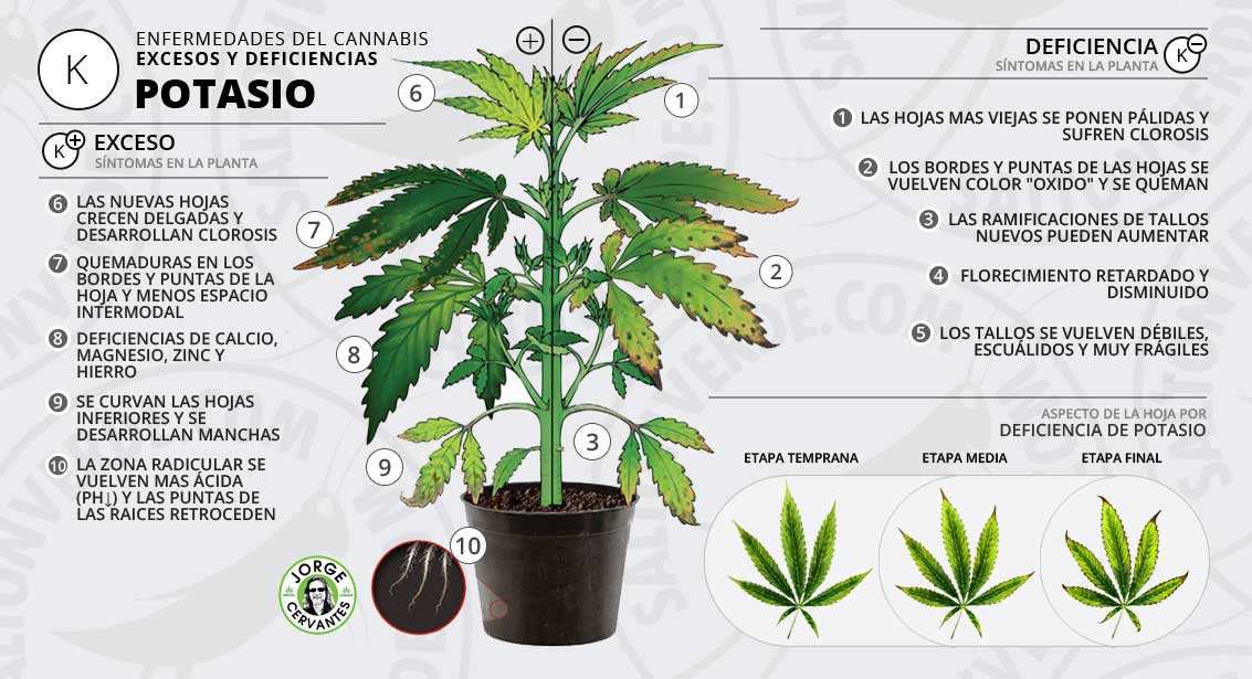 Tabla carencias y excesos de Potasio