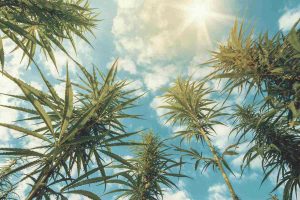 Marihuanas Sativa