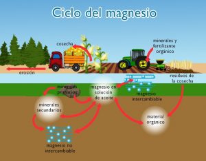 Ciclo del Magnesio
