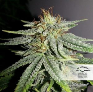 Cogollo de Veneno Durban