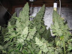 Neville Haze en cultivo interior