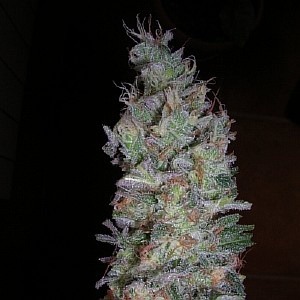 Northern Lights#5 x Haze