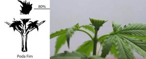 Poda Fim en cannabis