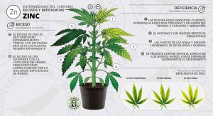 Carencia de Zinc