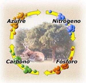 ciclo natural del Zinc