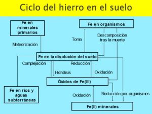 Ciclo del hierro en suelo