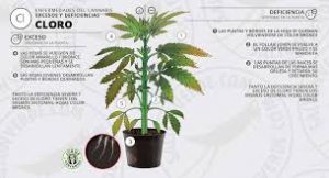 Falta de Cloro en marihuana