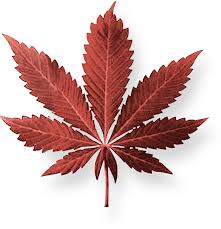 Hoja de maria roja