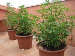 Cannabis en macetas