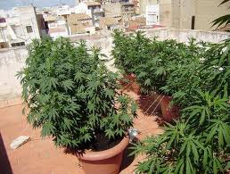 Plantas al sol directo en macetas