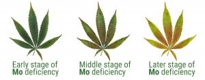 Carencia de Molibdeno en hojas marihuana