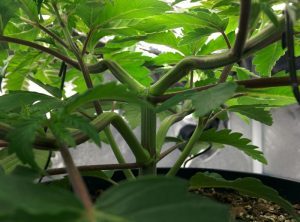 Monster Cropping