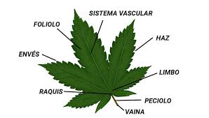 Hoja de cannabis por partes