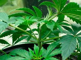 Cropping antiestrés en marihuana