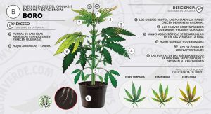 Tabla carencia de Boro