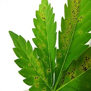 Hoja marihuana con falta de Cobre