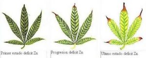 Falta de Zinc