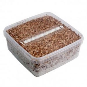 Pan de setas en tupper