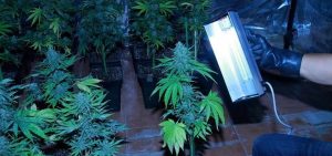 Rayos UV-C antihongos