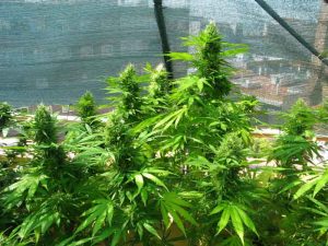 Marihuana oculta tras malla