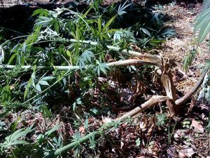 Planta rota por lluvias