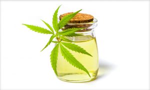 Plantas de marihuana CBD