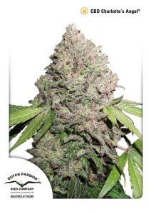 Fumar Marihuana CBD da Positivo en test de drogas ?