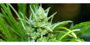 Marihuana hermafrodita