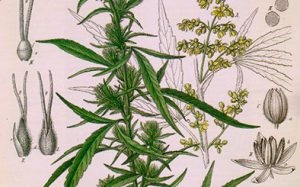 Marihuana hembra y macho