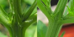 Foto comparativa de flor macho, y hembra