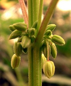 Male Plant