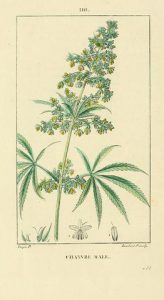 Macho Cannabis en lámina